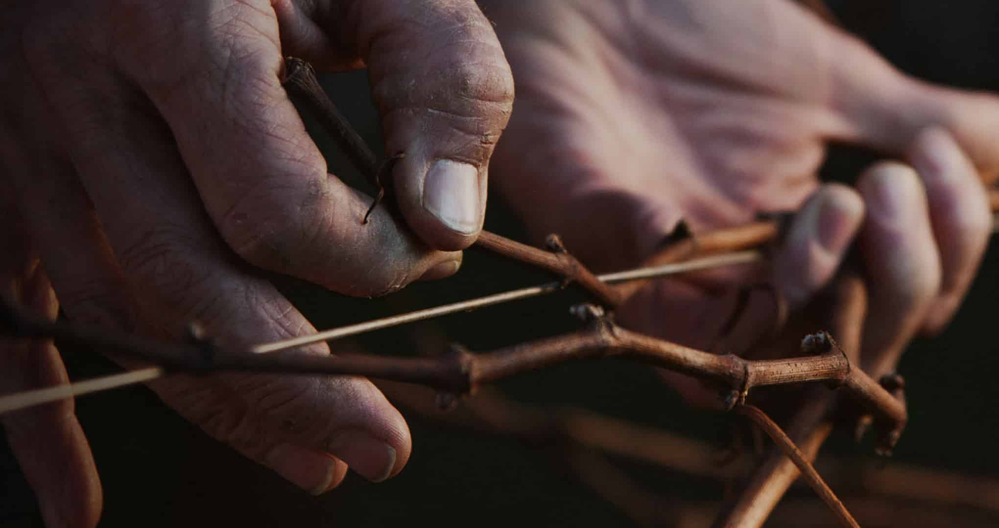 Main tressant de la vigne