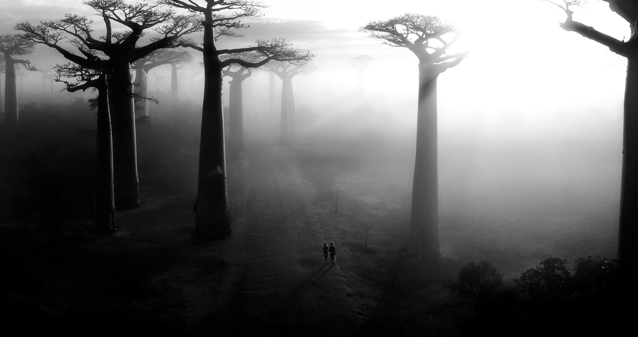 Des baobabs dans la brume